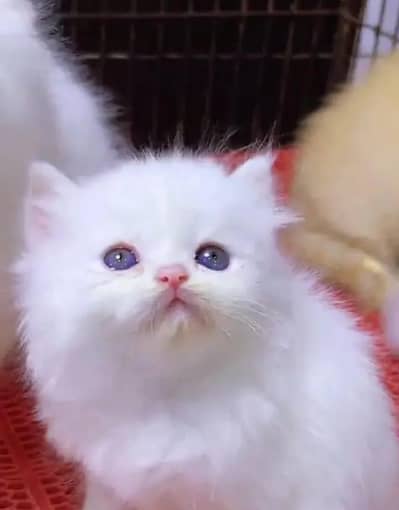 Persian cat for sale my WhatsApp number  03703659905