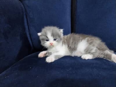 Persian kitten