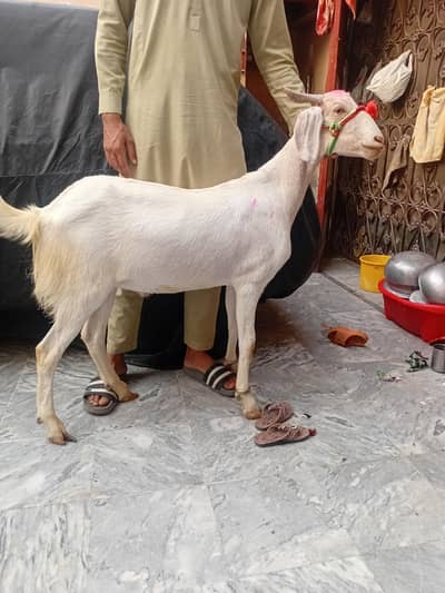 2 dant khassi bakra 03020673267