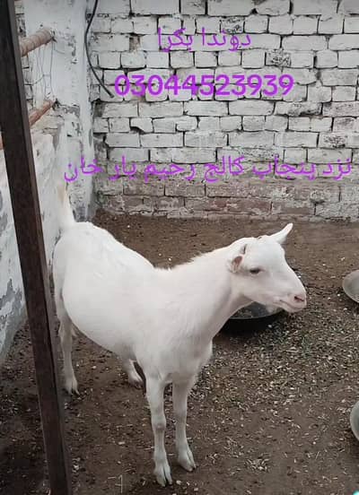 دوندا بکرا Male Goat