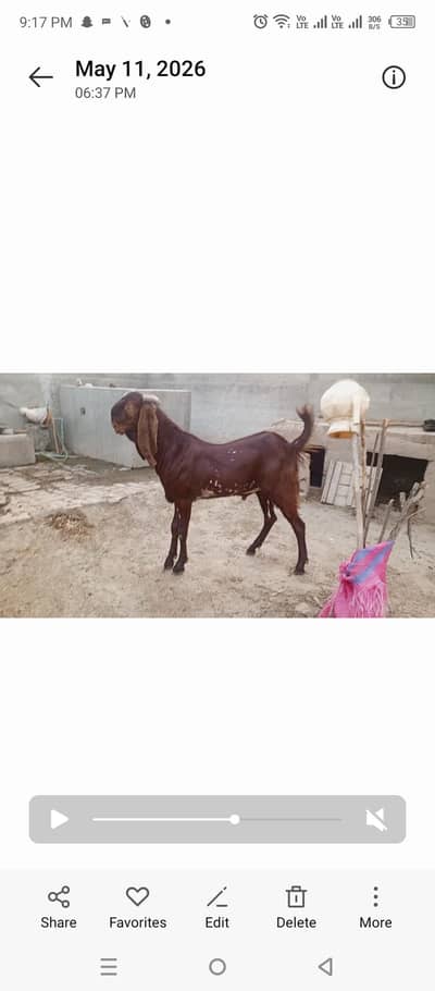 Bakra for sale