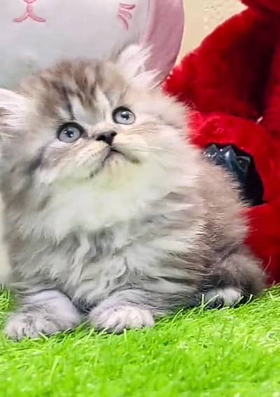 Persian cat triple cod for sale,my WhatsApp 03265565734