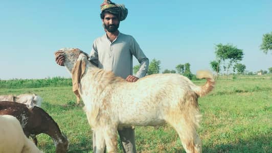 desi bakra
