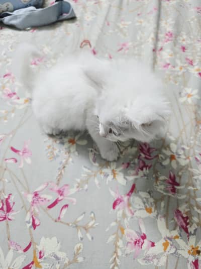 white colour cat