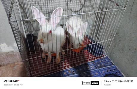 rabbit