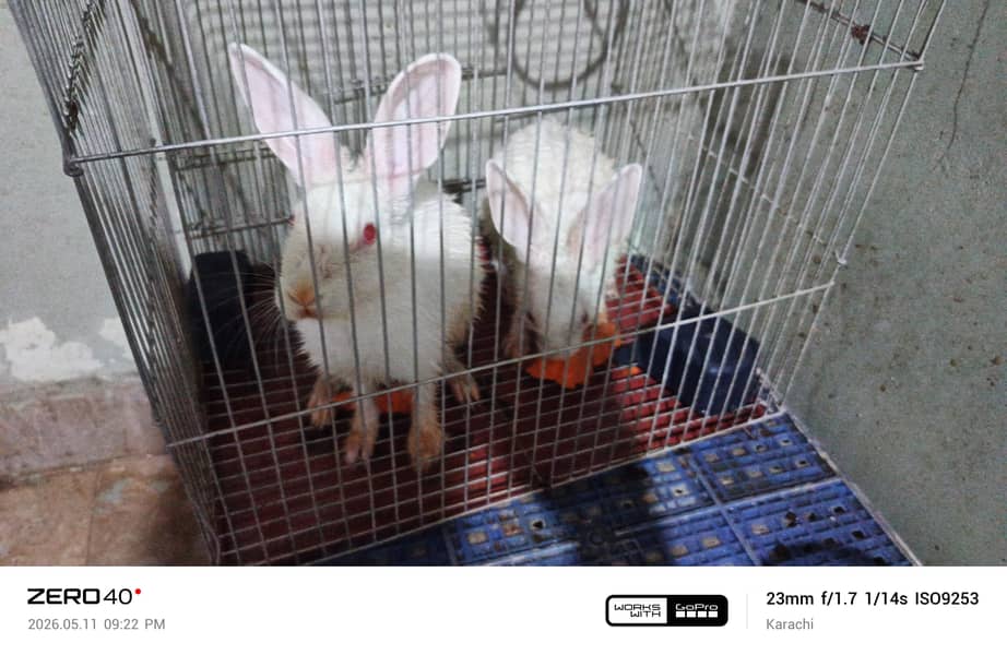 rabbit 0