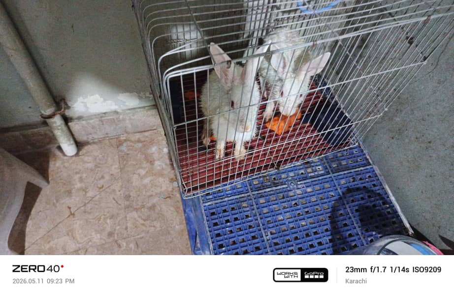 rabbit 1