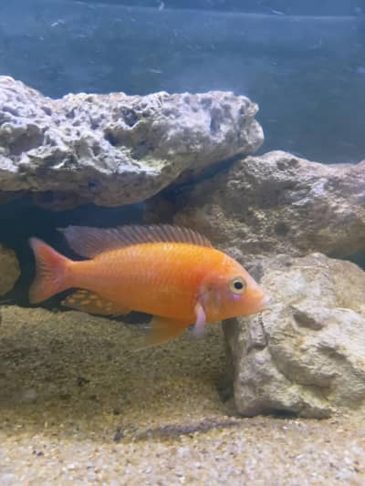 Cichlid fish