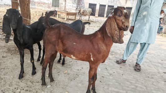 Desi Bakray for Qurbani - Ghar ki Breed