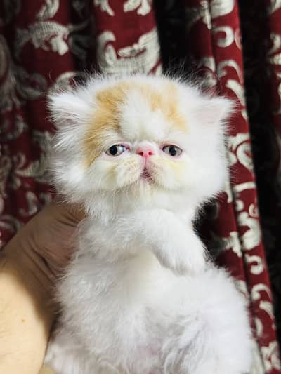 Pure Persian peki face