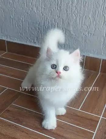 beautiful persian cat