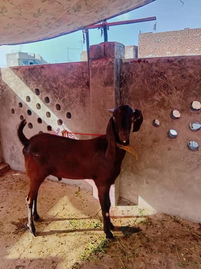 Qurbani ky liye bakry