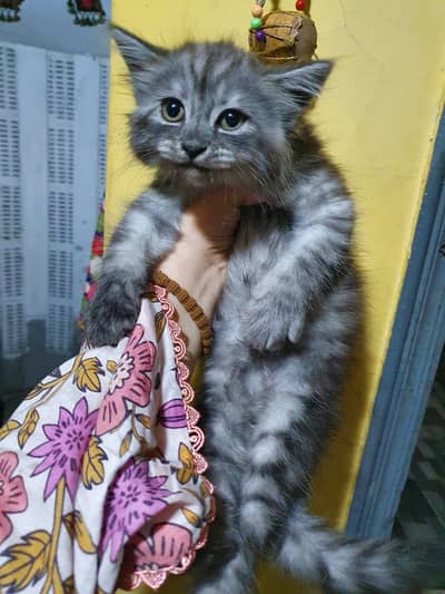2 months old kitten
