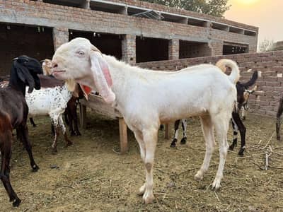 Qurbani animals for sale