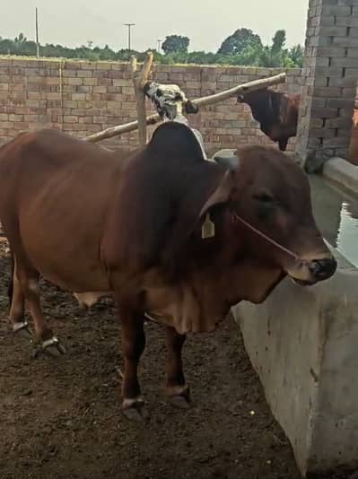 2 Daant sahiwal bull for qurbani