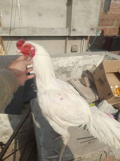 ASEEL HEERA CHICKS