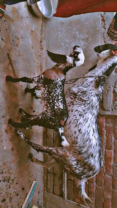 Bakri for sale