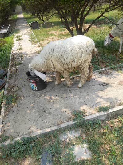 Qurbani ka janwer for salr | white kajli for sale