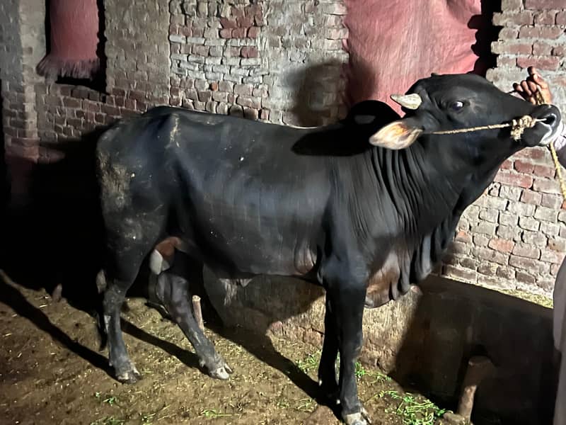 Black Bull (Wachaa) 0
