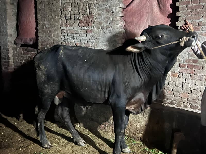 Black Bull (Wachaa) 1