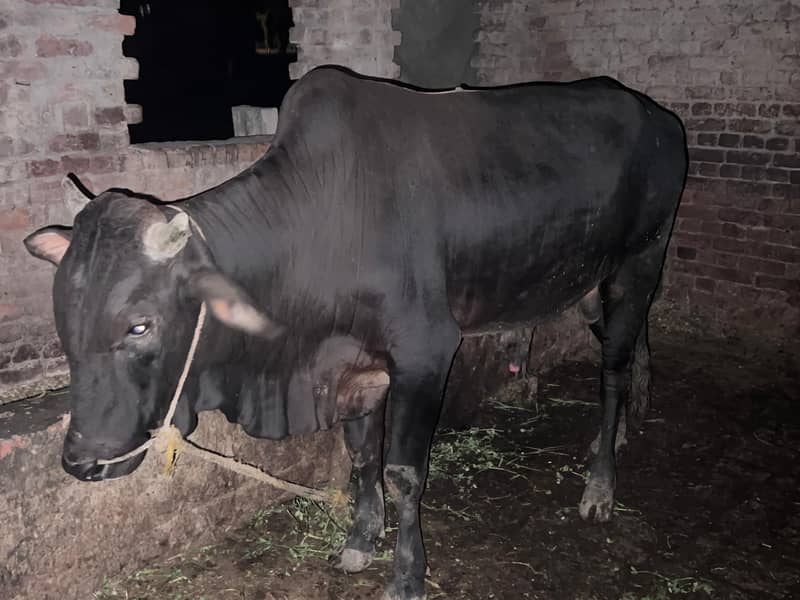 Black Bull (Wachaa) 2