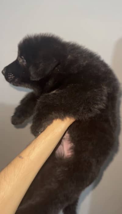 German shepherd male puppy