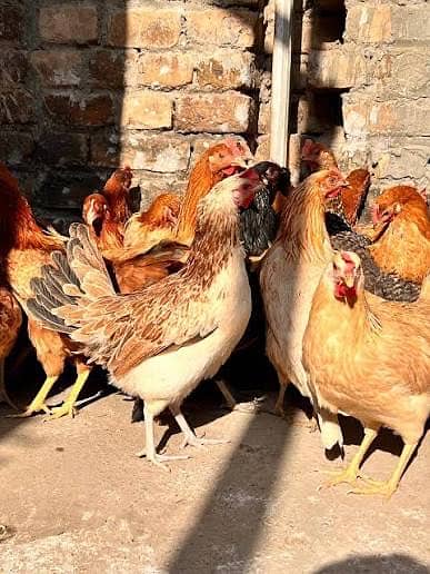 Hens for sale