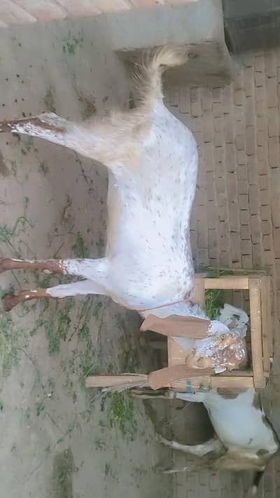 piuer dasi  maki chain phuth