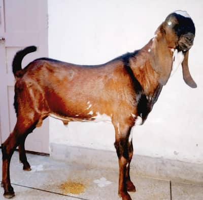 Beetal bakra andal