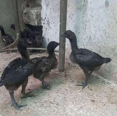 pure Dragon chicks