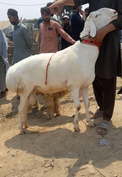 Qurbani ka janwer For sale | Dumba for sale | white dumba