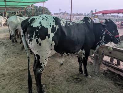 Cow for sale