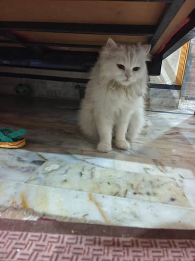 white female persian cat