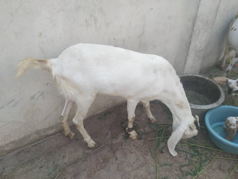 bakri 0