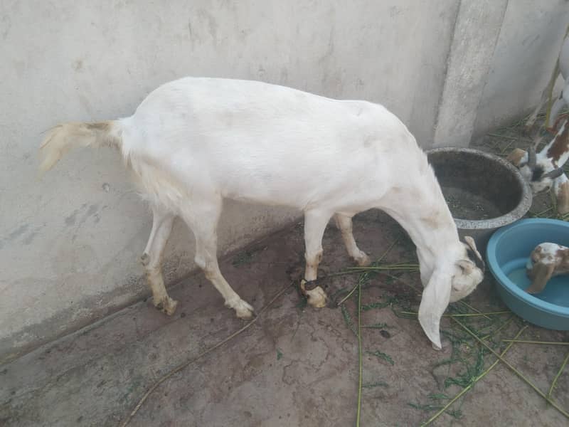 bakri 1