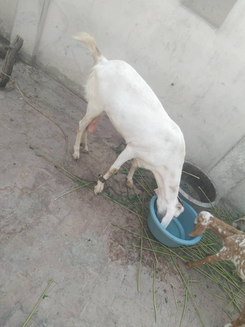 bakri 2