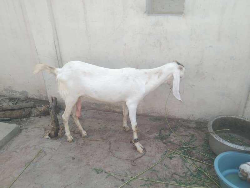 bakri 3