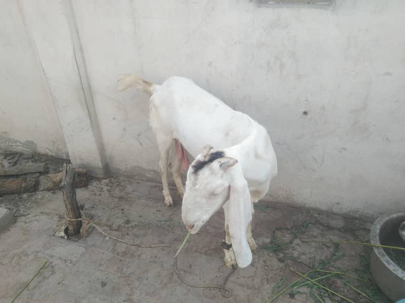 bakri 4