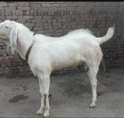 Qurbani K lea behtreen animals (03438689734)In 34NB Sargodha
