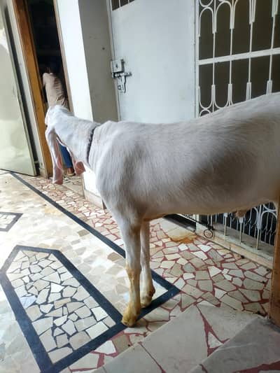 Rajanpuri white bakra
