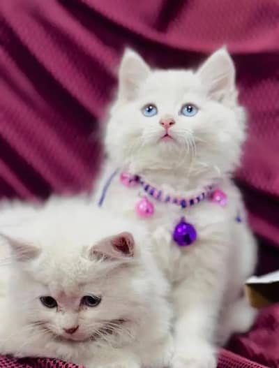 Persian female kitten for sale 0370"3660452 Whatsapp number
