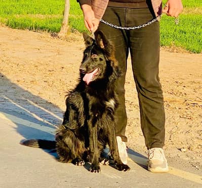Orignal Belgian Shepherd