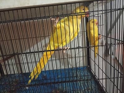 yellow parrot