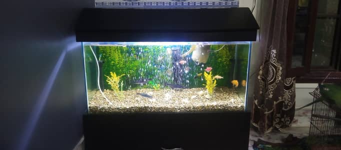 aquarium