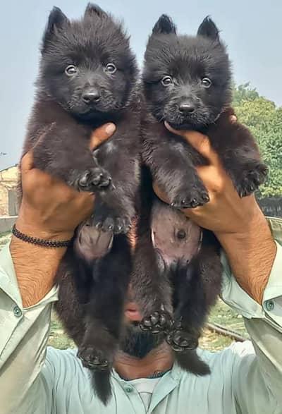 black German Shepherd long coat Jodi 2 month for sale