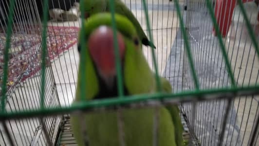 tame parrots