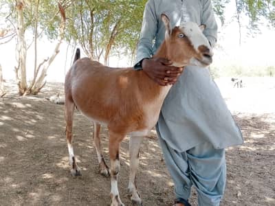 2 dant k khassi bakray karachi FB area ma starting price rs 50000