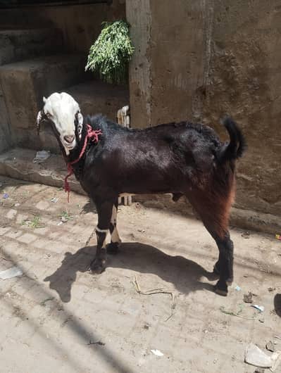 2 dant andu Bakra for sale
