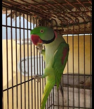 raw parrot