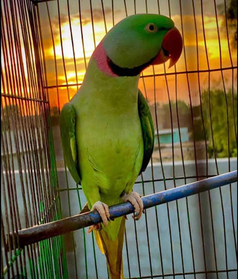 raw parrot 1